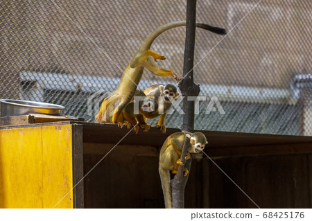 常見的松鼠猴 常見的松鼠猴 68425176