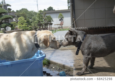 Labrador and mix Pitbull Labrador retriever dog pet Midsummer 68425298