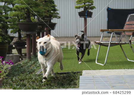 Labrador and mix Pitbull Labrador retriever dog pet midsummer ball play 68425299