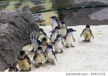 Fairy Penguin, Kogata Penguin, Little Penguin 68425338