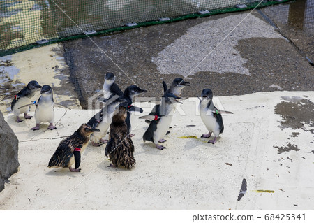 Fairy Penguin, Kogata Penguin, Little Penguin 68425341