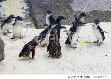 Fairy Penguin, Kogata Penguin, Little Penguin Fairy Penguin, Kogata Penguin, Little Penguin 68425342