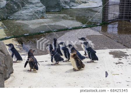 Fairy Penguin, Kogata Penguin, Little Penguin Fairy Penguin, Kogata Penguin, Little Penguin 68425345