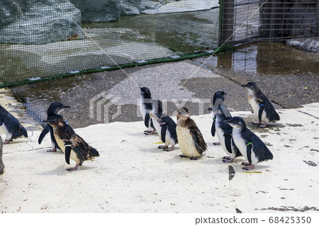 Fairy Penguin, Kogata Penguin, Little Penguin Fairy Penguin, Kogata Penguin, Little Penguin 68425350