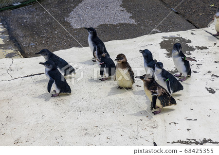 Fairy Penguin, Kogata Penguin, Little Penguin 68425355