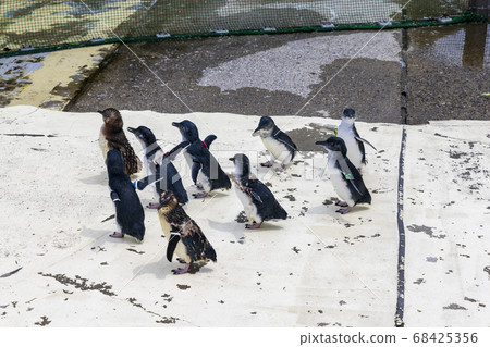 Fairy Penguin, Kogata Penguin, Little Penguin 68425356