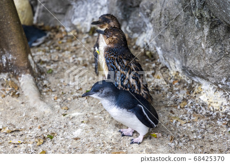 Fairy Penguin, Kogata Penguin, Little Penguin 68425370