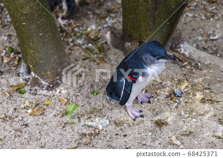 Fairy Penguin, Kogata Penguin, Little Penguin Fairy Penguin, Kogata Penguin, Little Penguin 68425371