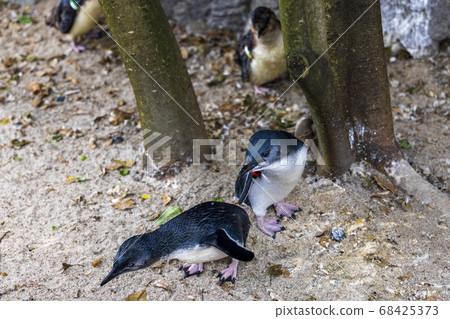 Fairy Penguin, Kogata Penguin, Little Penguin 68425373