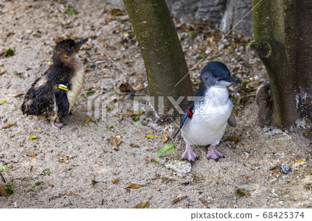 Fairy Penguin, Kogata Penguin, Little Penguin 68425374