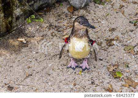 Fairy Penguin, Kogata Penguin, Little Penguin 68425377