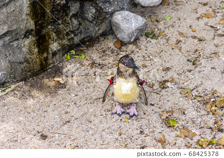 Fairy Penguin, Kogata Penguin, Little Penguin Fairy Penguin, Kogata Penguin, Little Penguin 68425378
