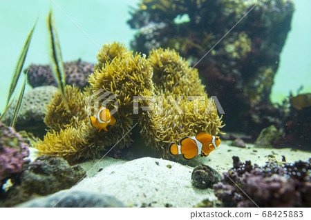 與銀蓮花一起生活的小丑魚 與銀蓮花一起生活的小丑魚 68425883