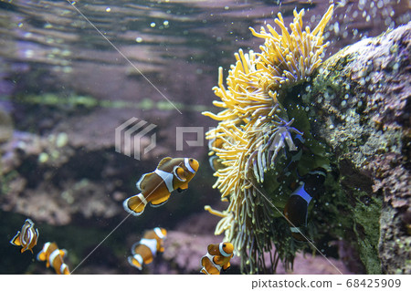 Clownfish living together with anemones Clownfish living together with anemones 68425909