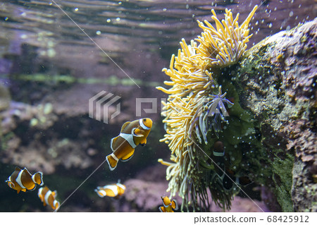 與銀蓮花一起生活的小丑魚 與銀蓮花一起生活的小丑魚 68425912
