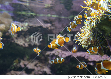 Clownfish living together with anemones 68425920