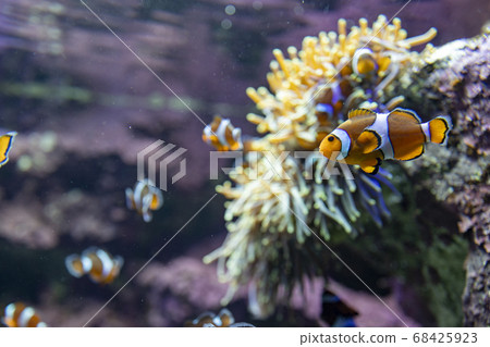 與銀蓮花一起生活的小丑魚 與銀蓮花一起生活的小丑魚 68425923