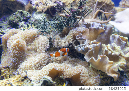 與銀蓮花一起生活的小丑魚 與銀蓮花一起生活的小丑魚 68425925