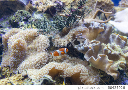 與銀蓮花一起生活的小丑魚 與銀蓮花一起生活的小丑魚 68425926