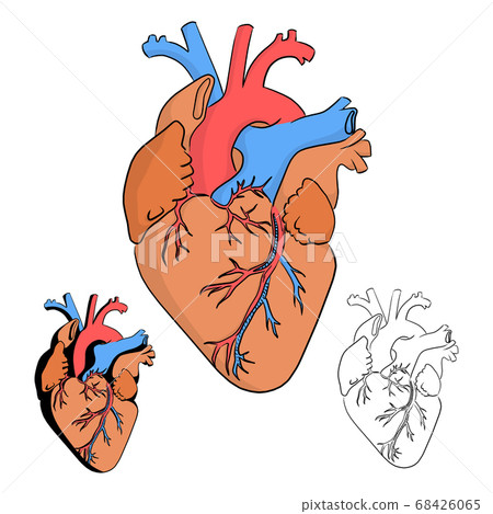 Anatomy of the human heart vector illustration - Stock Illustration ...