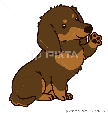 Waving chocolate tongue miniature dachshund with main line 68426137