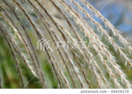 Susuki Susuki 68426278