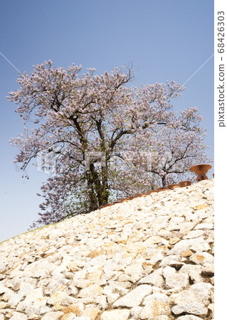 Tung Blossoms blooming in Osaka Tumulus 68426303