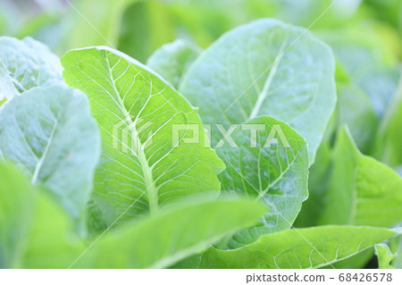 Organic flower cabbage green leaves Organic flower cabbage green leaves 68426578