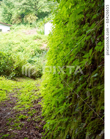 秋川谷瀑布和通向霞水瀑布的清溪山路舊石牆綠色 68426655