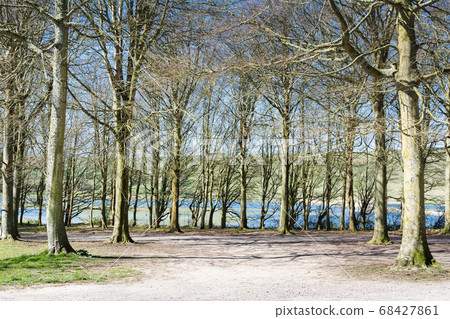 Friston forest near Seaford, UK Friston forest near Seaford, UK 68427861
