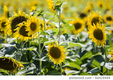 Sunflowers field on sunny day with selective focus 68428484