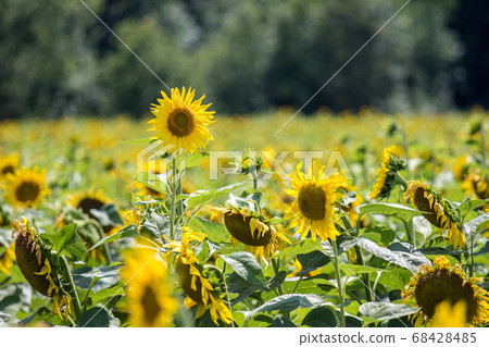 Sunflowers field on sunny day with selective focus 68428485