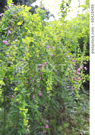 Autumn herbs Autumn herbs 68428489