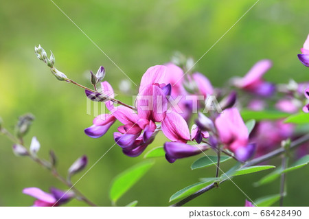 Autumn herbs 68428490