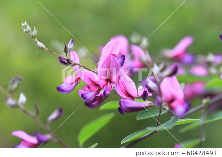 Autumn herbs Autumn herbs 68428491