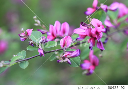 Autumn herbs Autumn herbs 68428492