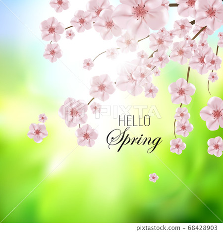 Vector background with spring cherry blossom. Sakura branch in springtime eps 10 Vector background with spring cherry blossom. Sakura branch in springtime eps 10 68428903