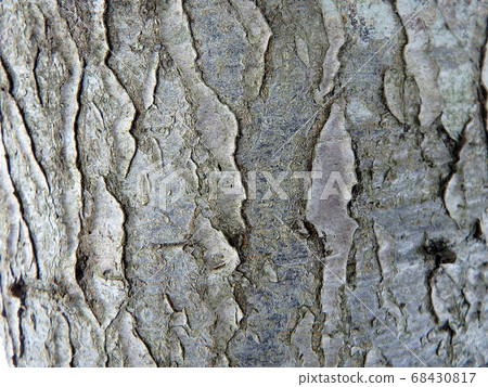 bark of tree, bark of tree, 68430817