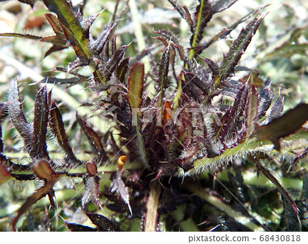 green prickly plant green prickly plant 68430818