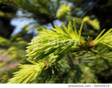 green twig spruce 68430819