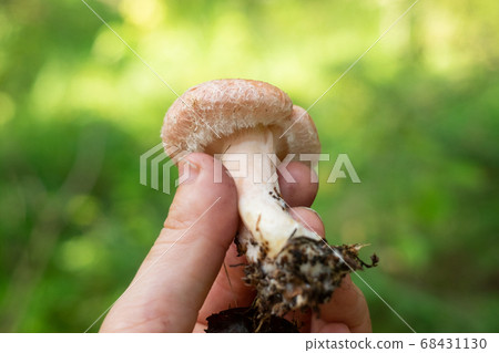 Lactarius torminosus or woolly milkcap is a large agaric fungus Lactarius torminosus or woolly milkcap is a large agaric fungus 68431130
