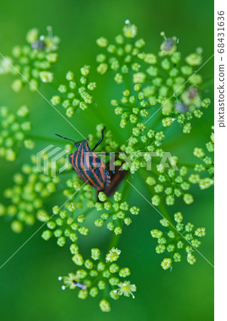 Red striped bedbug on the inflorescence of Red striped bedbug on the inflorescence of 68431636