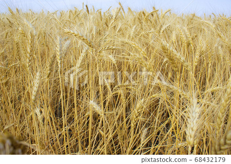 Wheat field and blue sky Wheat field and blue sky 68432179