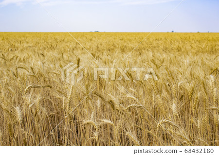Wheat field and blue sky Wheat field and blue sky 68432180