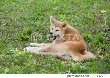 Akita inu puppy is lying on a green grass. Akita inu puppy is lying on a green grass. 68432288