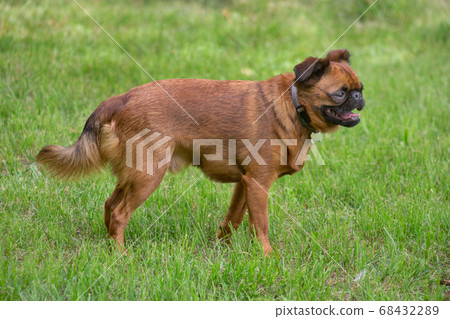 Petit brabancon puppy is standing in summer park. Petit brabancon puppy is standing in summer park. 68432289