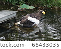 Ueno Zoo Eagle 68433035