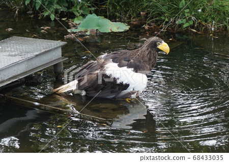Ueno Zoo Eagle Ueno Zoo Eagle 68433035