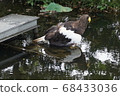Ueno Zoo Eagle 68433036