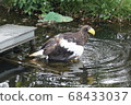 Ueno Zoo Eagle 68433037